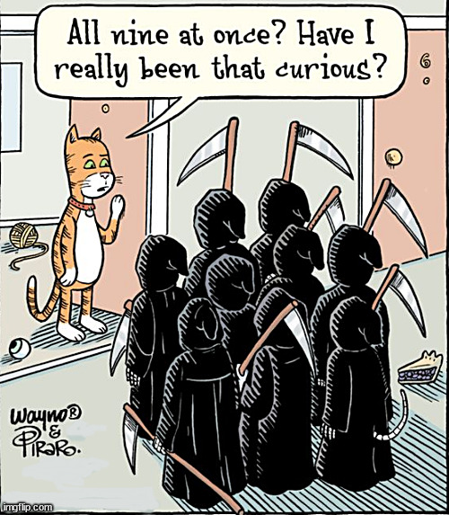 We'rer just following orders | image tagged in memes,cats,9 lives,curiosity | made w/ Imgflip meme maker