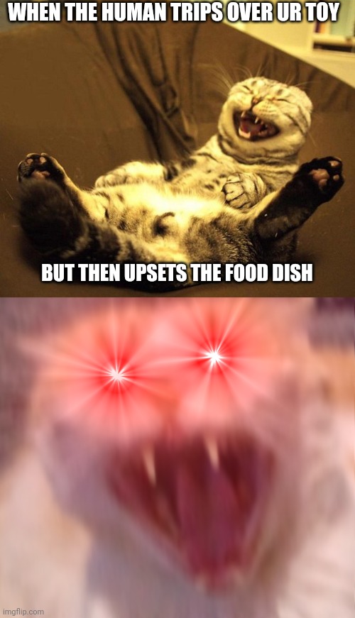 WHEN THE HUMAN TRIPS OVER UR TOY; BUT THEN UPSETS THE FOOD DISH | image tagged in laughing cat,angry cat | made w/ Imgflip meme maker