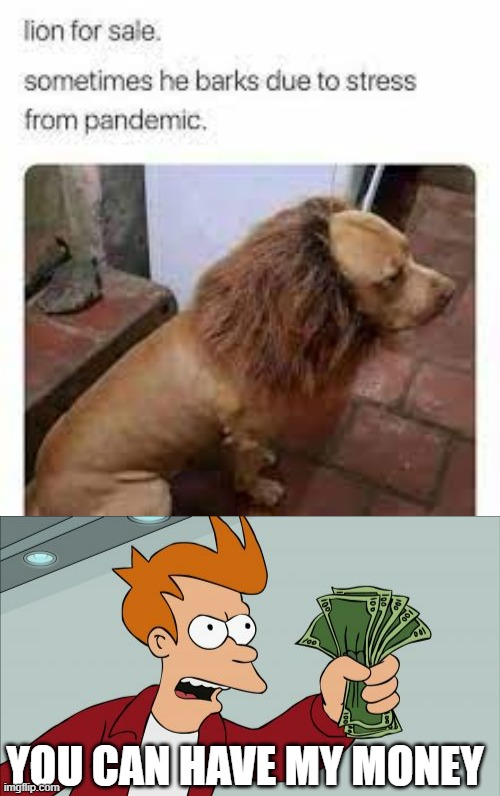 yes, it's a lion | YOU CAN HAVE MY MONEY | image tagged in memes,shut up and take my money fry,i'll take your entire stock,funny | made w/ Imgflip meme maker