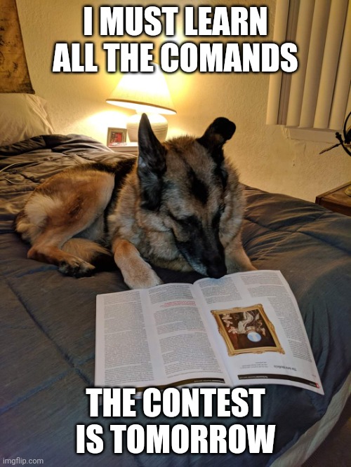 Dog Reading Magazine | I MUST LEARN ALL THE COMANDS; THE CONTEST IS TOMORROW | image tagged in dog reading magazine | made w/ Imgflip meme maker