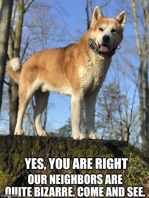 Curious Dog | OUR NEIGHBORS ARE QUITE BIZARRE. COME AND SEE. YES, YOU ARE RIGHT | image tagged in curious dog | made w/ Imgflip meme maker