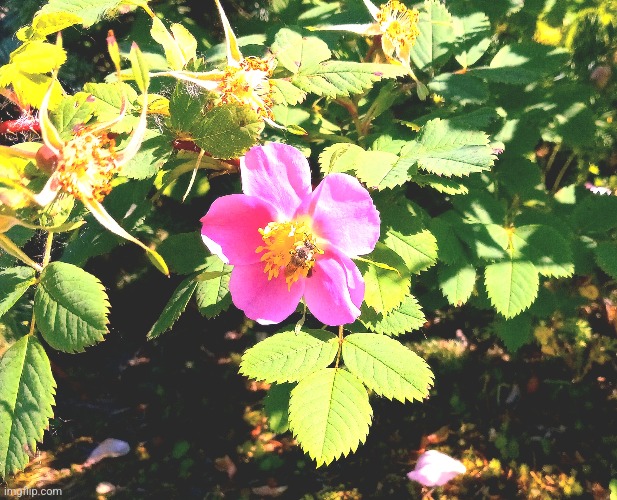 Bee collecting pollen from a flower | made w/ Imgflip meme maker