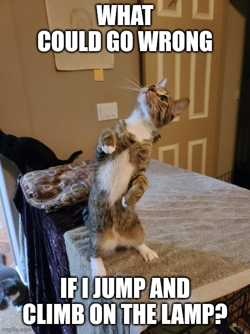Standing curious cat | WHAT COULD GO WRONG; IF I JUMP AND CLIMB ON THE LAMP? | image tagged in standing curious cat | made w/ Imgflip meme maker