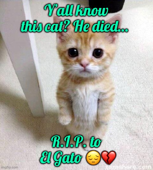 He actually died last month… just thought I’d tribute. | Y’all know this cat? He died…; R.I.P. to  El Gato 😔💔 | image tagged in memes,cute cat | made w/ Imgflip meme maker