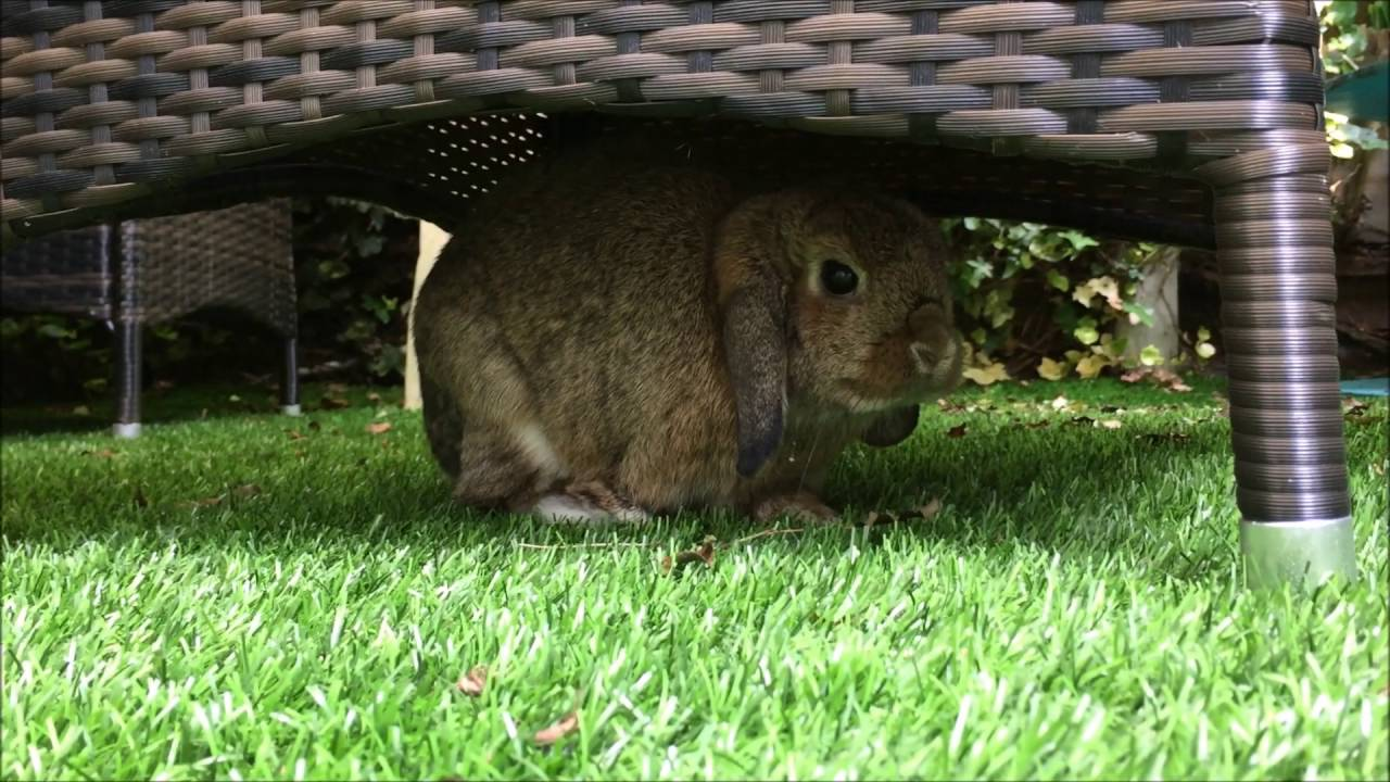 High Quality Bunny Hiding in the Shade Blank Meme Template