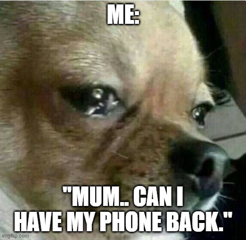 MY LIFEEE | ME:; "MUM.. CAN I HAVE MY PHONE BACK." | image tagged in crying chiwawa | made w/ Imgflip meme maker