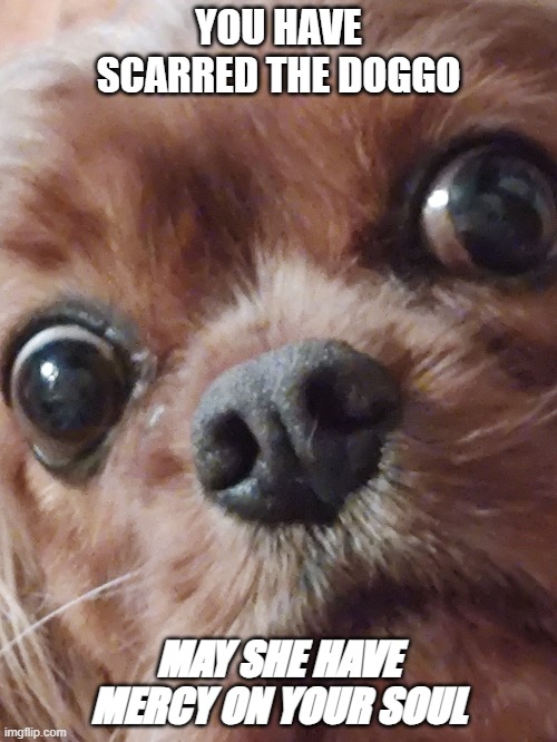Wut?! Dog | YOU HAVE SCARRED THE DOGGO; MAY SHE HAVE MERCY ON YOUR SOUL | image tagged in wut dog,cute dog,god,shocked face,doggo | made w/ Imgflip meme maker