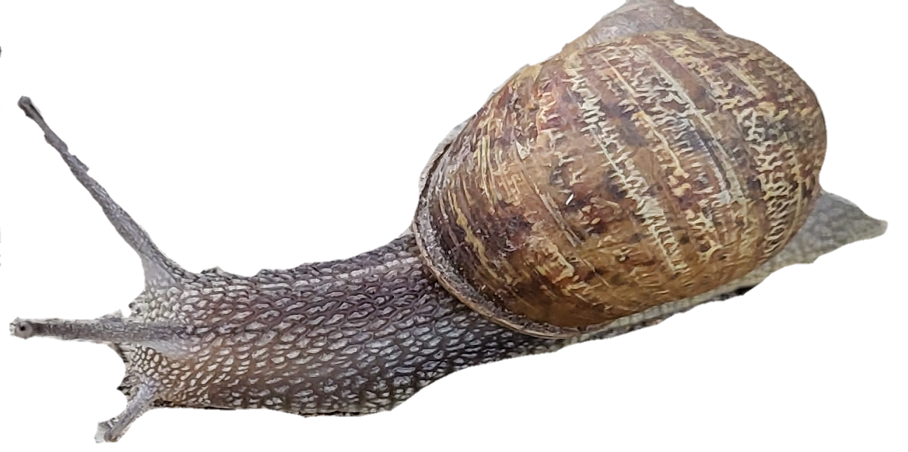 Snail Blank Meme Template