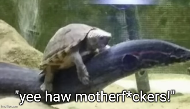 Wat da turtle doin? | "yee haw motherf*ckers!" | made w/ Imgflip meme maker