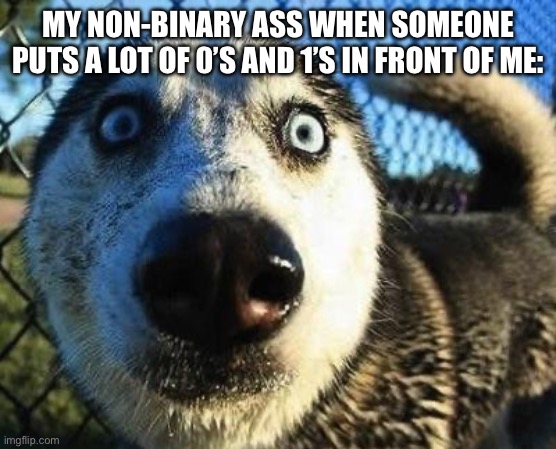 OH GOD! OG GOD PLEASE NO! | MY NON-BINARY ASS WHEN SOMEONE PUTS A LOT OF 0’S AND 1’S IN FRONT OF ME: | image tagged in scared dog | made w/ Imgflip meme maker