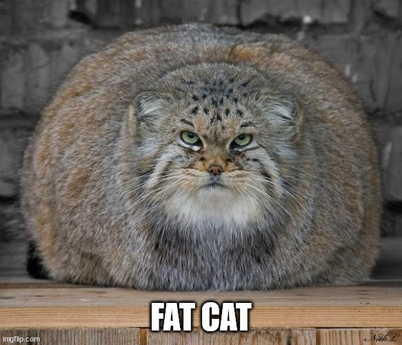 Fat Cats Exercise | FAT CAT | image tagged in fat cats exercise | made w/ Imgflip meme maker