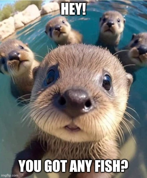 Otters | HEY! YOU GOT ANY FISH? | image tagged in memes | made w/ Imgflip meme maker