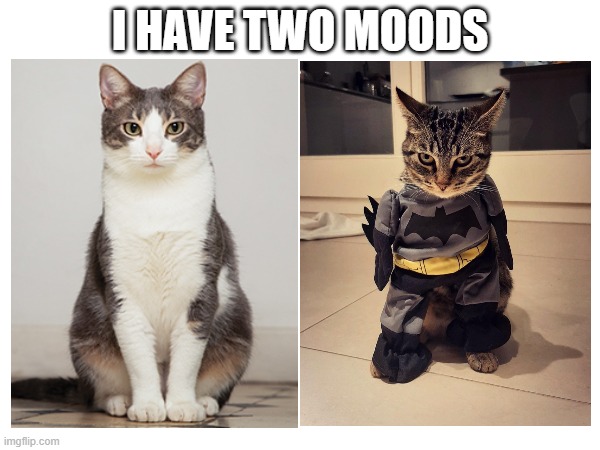 I have two moods | I HAVE TWO MOODS | image tagged in batman,cats | made w/ Imgflip meme maker