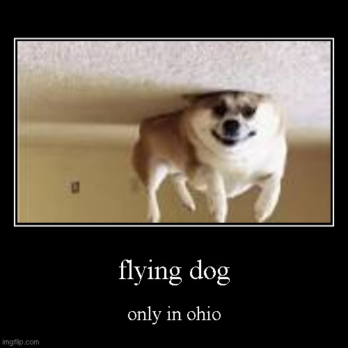 ohio | flying dog | only in ohio | image tagged in funny,demotivationals | made w/ Imgflip demotivational maker