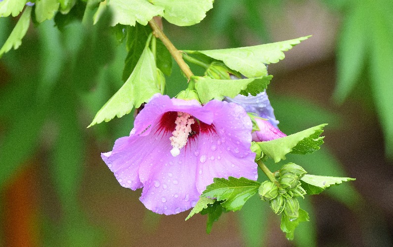 hibiscus | image tagged in hibiscus,nikon,kewlew | made w/ Imgflip meme maker