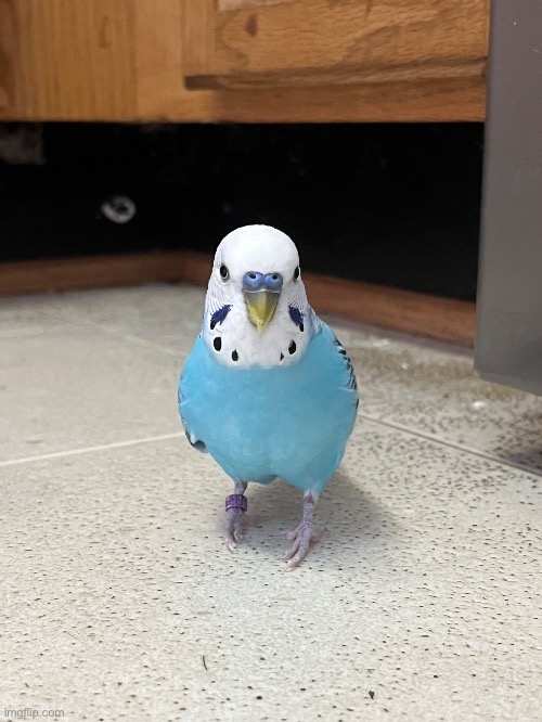 My busgie Sky on the kitchen floor | made w/ Imgflip meme maker