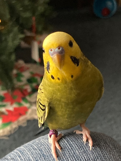 My other budgie, Timmy | made w/ Imgflip meme maker