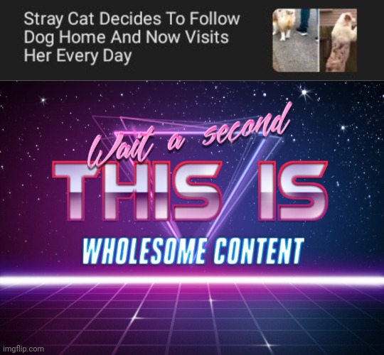 Stray cat visits | image tagged in wait a second this is wholesome content,cats,cat,wholesome,memes,dog | made w/ Imgflip meme maker