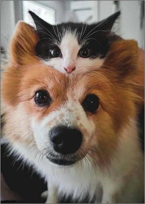 Do You Like My Hat ? | image tagged in dogs,cat,hat | made w/ Imgflip meme maker
