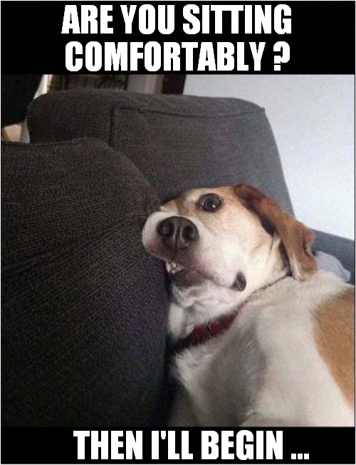 Bedtime Story For Dogs ! | ARE YOU SITTING COMFORTABLY ? THEN I'LL BEGIN ... | image tagged in dogs,bedtime,story | made w/ Imgflip meme maker