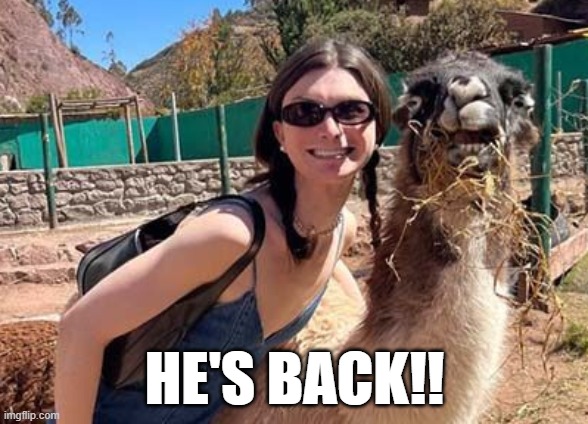 Dylan Mulvaney Back | HE'S BACK!! | image tagged in dylan mulvaney,llamas | made w/ Imgflip meme maker