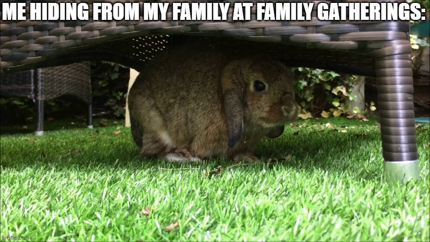 Bunny Hiding in the Shade | ME HIDING FROM MY FAMILY AT FAMILY GATHERINGS: | image tagged in bunny hiding in the shade | made w/ Imgflip meme maker