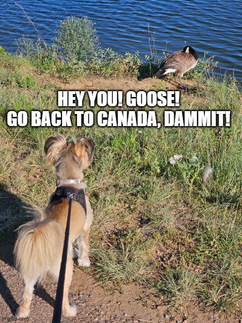 HEY YOU! GOOSE!
GO BACK TO CANADA, DAMMIT! | made w/ Imgflip meme maker