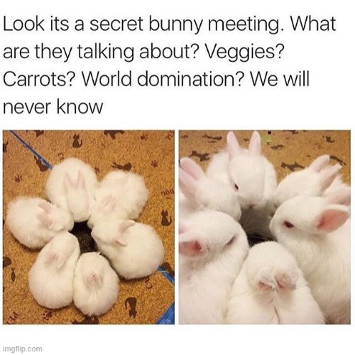 image tagged in bunnies,memes | made w/ Imgflip meme maker