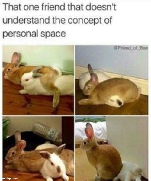 image tagged in bunnies,memes | made w/ Imgflip meme maker