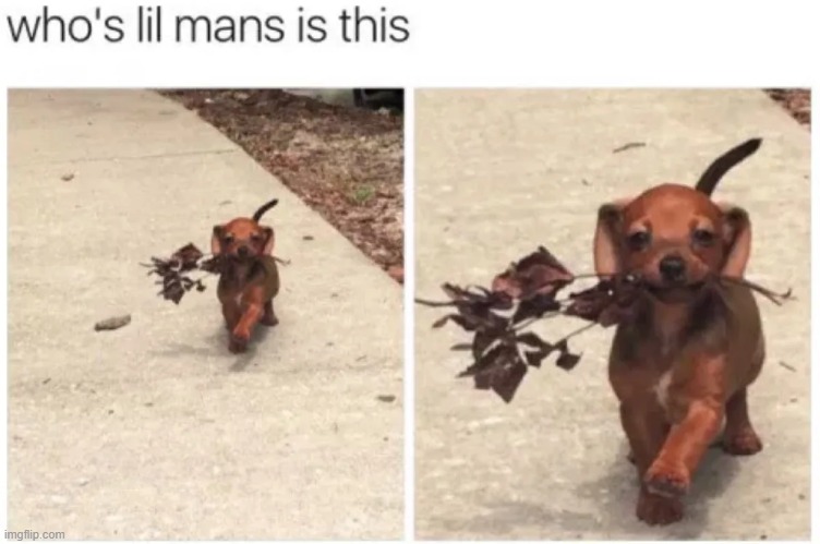 image tagged in memes | made w/ Imgflip meme maker