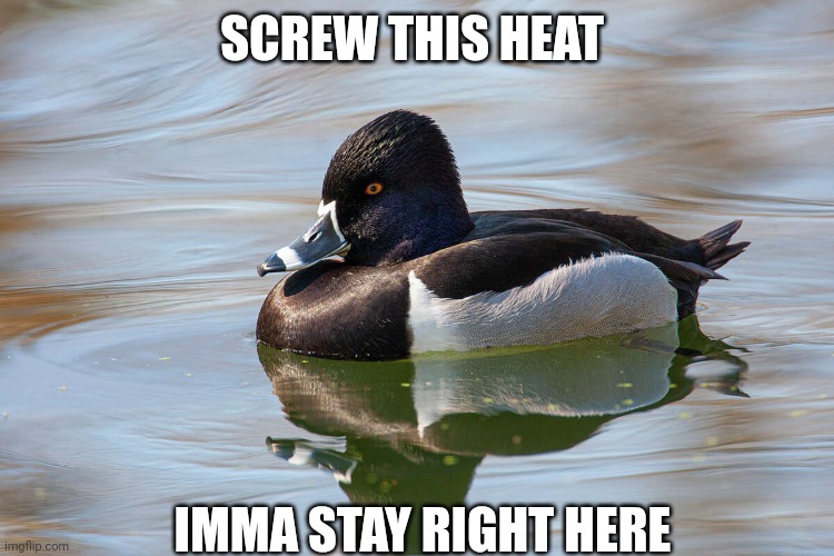 WISH I COULD BE A DUCK AND SIT IN THE LAKE ALL DAY | SCREW THIS HEAT; IMMA STAY RIGHT HERE | image tagged in duck,ducks | made w/ Imgflip meme maker