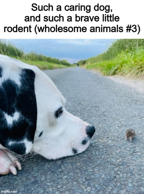 Does anyone know what type of rodent that is? It's so cute :D | Such a caring dog, and such a brave little rodent (wholesome animals #3) | made w/ Imgflip meme maker