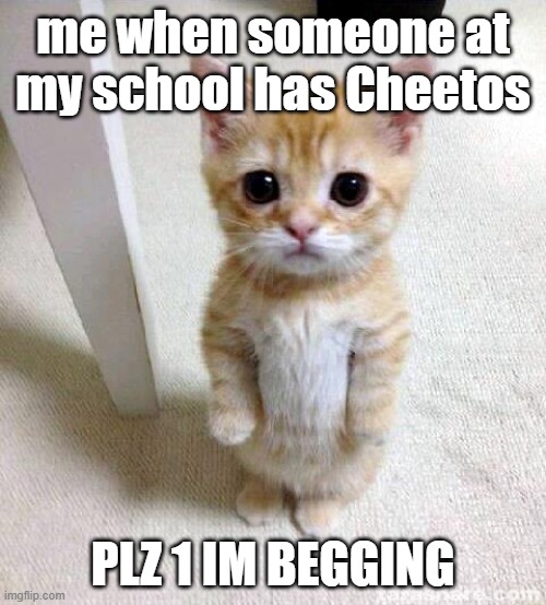 Cute Cat | me when someone at my school has Cheetos; PLZ 1 IM BEGGING | image tagged in memes,cute cat | made w/ Imgflip meme maker