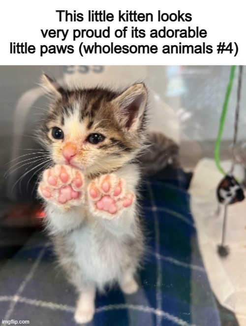 How sweet ^-^ | This little kitten looks very proud of its adorable little paws (wholesome animals #4) | made w/ Imgflip meme maker