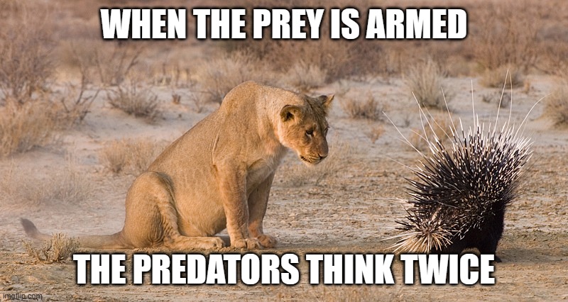 prey | WHEN THE PREY IS ARMED; THE PREDATORS THINK TWICE | image tagged in lion and porcupine | made w/ Imgflip meme maker