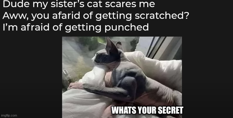 1v1 the cat | WHATS YOUR SECRET | image tagged in cats | made w/ Imgflip meme maker