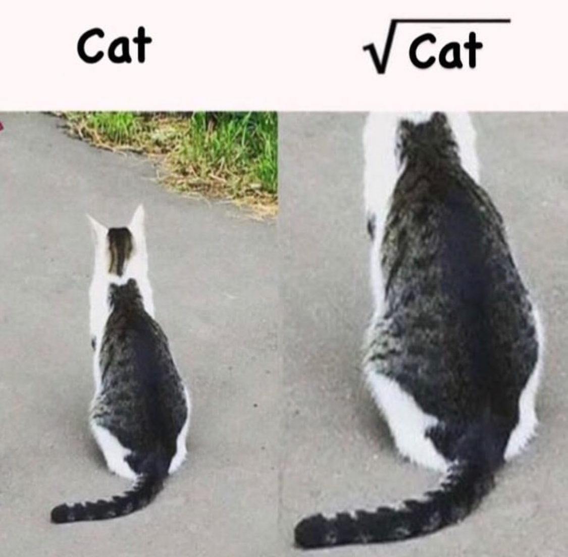 High Quality Cat Squared Is Cat Blank Meme Template