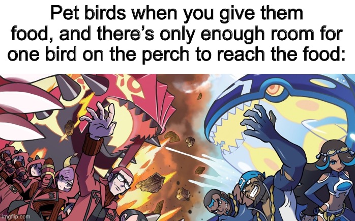 *Begins pushing and chasing each other away* | Pet birds when you give them food, and there’s only enough room for one bird on the perch to reach the food: | image tagged in team magma vs team aqua | made w/ Imgflip meme maker