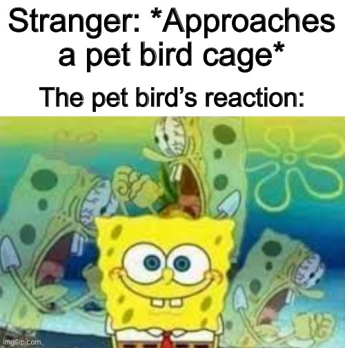 You can tell that they’re stressed out… | Stranger: *Approaches a pet bird cage*; The pet bird’s reaction: | image tagged in internal screaming spongebob | made w/ Imgflip meme maker