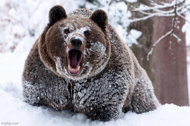 Cocaine bear | image tagged in cocaine bear | made w/ Imgflip meme maker