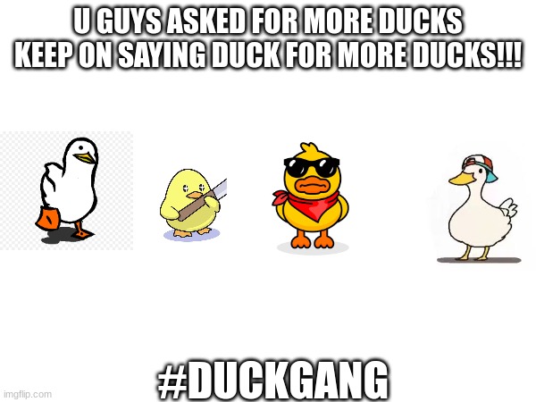 U GUYS ASKED FOR MORE DUCKS KEEP ON SAYING DUCK FOR MORE DUCKS!!! #DUCKGANG | image tagged in ducks | made w/ Imgflip meme maker