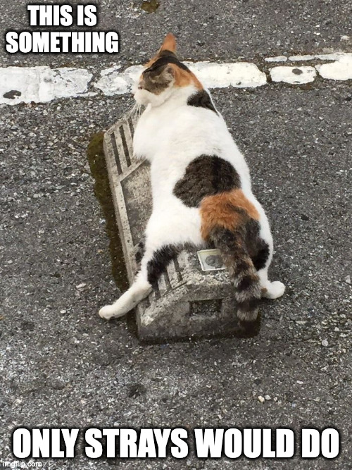 Cat on Parking Lot Block | THIS IS SOMETHING; ONLY STRAYS WOULD DO | image tagged in parking lot,cats,memes | made w/ Imgflip meme maker