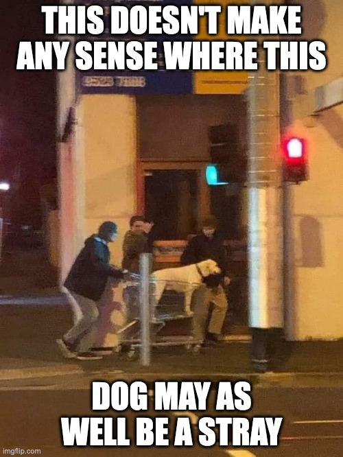 Dog in Shopping Cart | THIS DOESN'T MAKE ANY SENSE WHERE THIS; DOG MAY AS WELL BE A STRAY | image tagged in dogs,memes,shopping cart | made w/ Imgflip meme maker