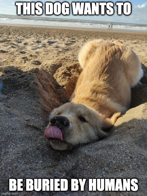 Dog at Beach | THIS DOG WANTS TO; BE BURIED BY HUMANS | image tagged in dogs,beach,memes | made w/ Imgflip meme maker