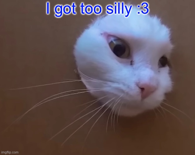 E | I got too silly :3 | image tagged in cats | made w/ Imgflip meme maker