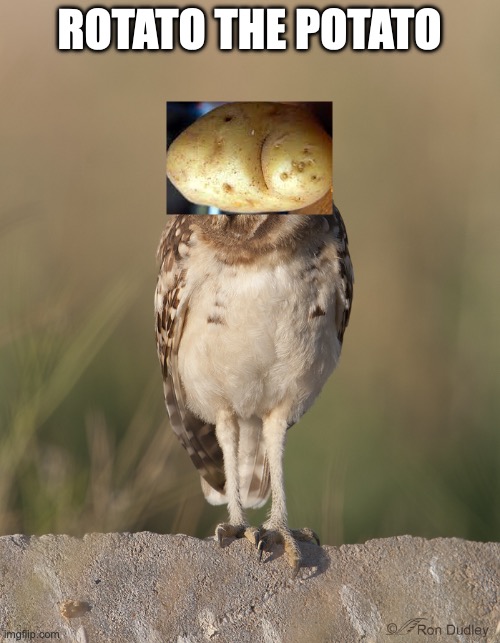 Rotate View Owl | ROTATO THE POTATO | image tagged in rotate view owl | made w/ Imgflip meme maker
