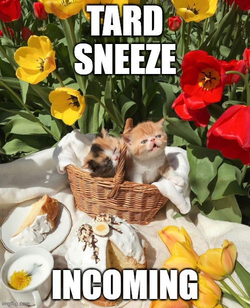 tard sneeze incoming kitten | TARD
SNEEZE; INCOMING | image tagged in spring,cats,sneeze | made w/ Imgflip meme maker