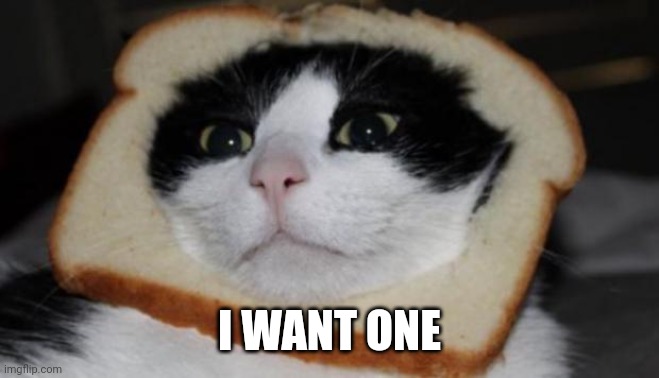 In bread cat | I WANT ONE | image tagged in in bread cat | made w/ Imgflip meme maker