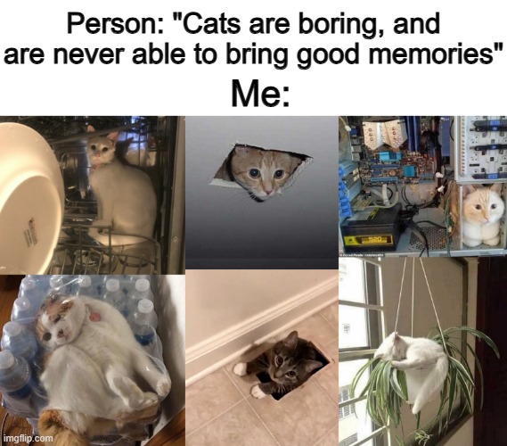 Nonono... Cats can be VERY interesting ;) | Person: "Cats are boring, and are never able to bring good memories"; Me: | image tagged in memes,ceiling cat | made w/ Imgflip meme maker