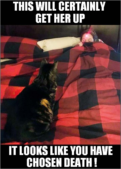 Early Morning Wake Up Laser Dot ! | THIS WILL CERTAINLY 
GET HER UP; IT LOOKS LIKE YOU HAVE 
CHOSEN DEATH ! | image tagged in cats,wake up,laser | made w/ Imgflip meme maker